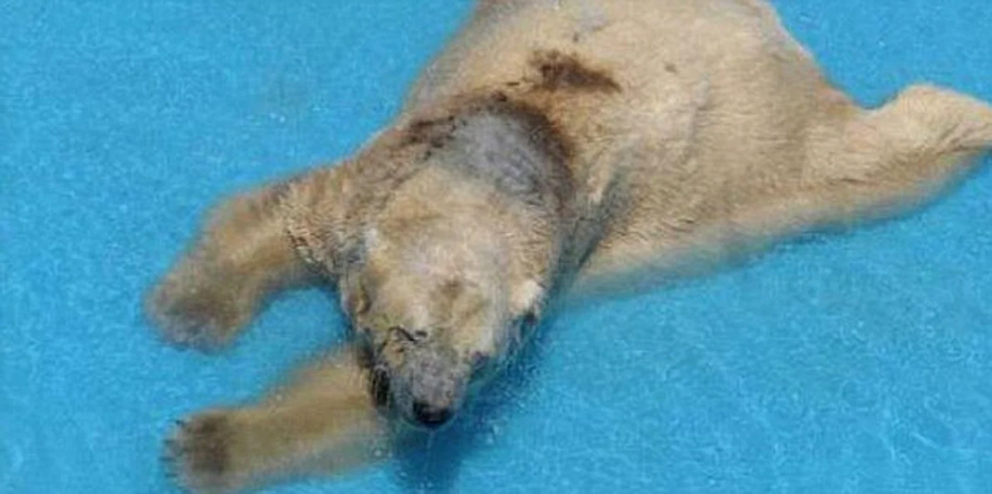 La grădina zoologică din Argentina, ursul are o piscină de doar 50 de centimetri