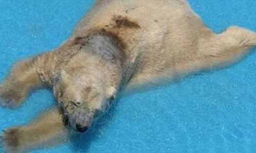 La grădina zoologică din Argentina, ursul are o piscină de doar 50 de centimetri jpeg