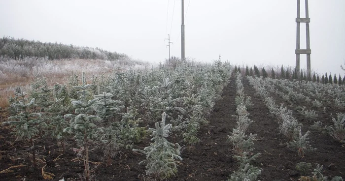 Pepinierele de brazi sunt tot mai puţine în Vrancea