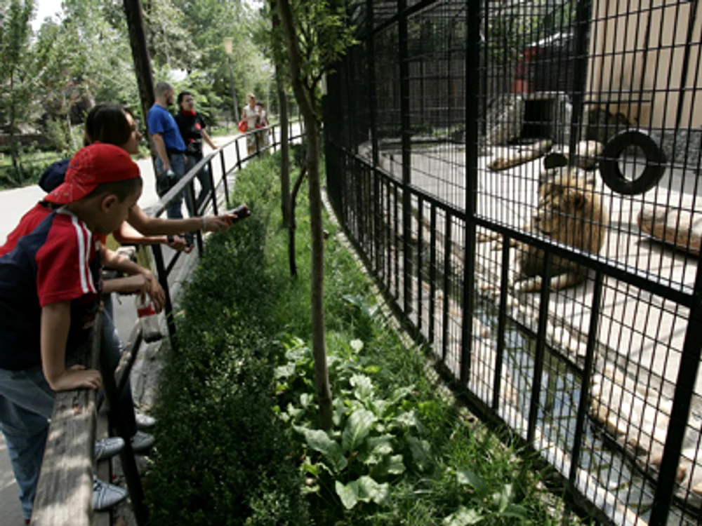 
    Ce animale sunt la Zoo Băneasa. Care este preţul biletelorFoto Click!  