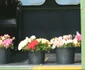 flori avion