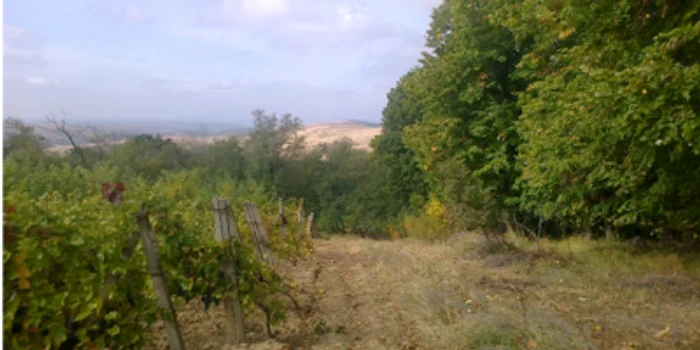 Beltiugul are un potenţial turistic vini-viticol de mare amploare         FOTO  arhivă