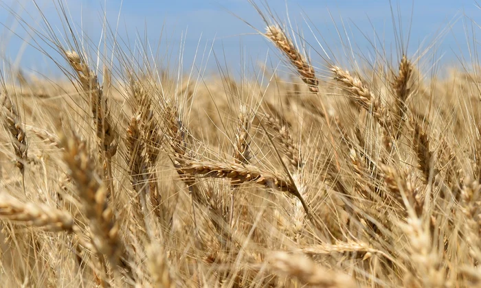 Grau Pixabay jpg