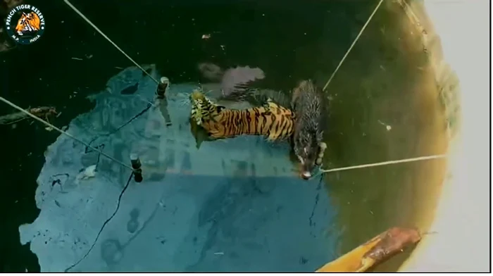 Animalele au căzut împreună în apă. FOTO captură video Anil Choudhary @anilchoudharyofficial