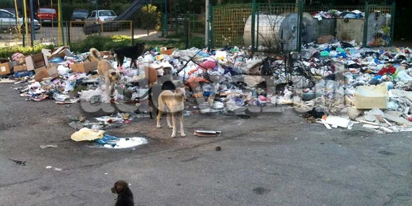buzau