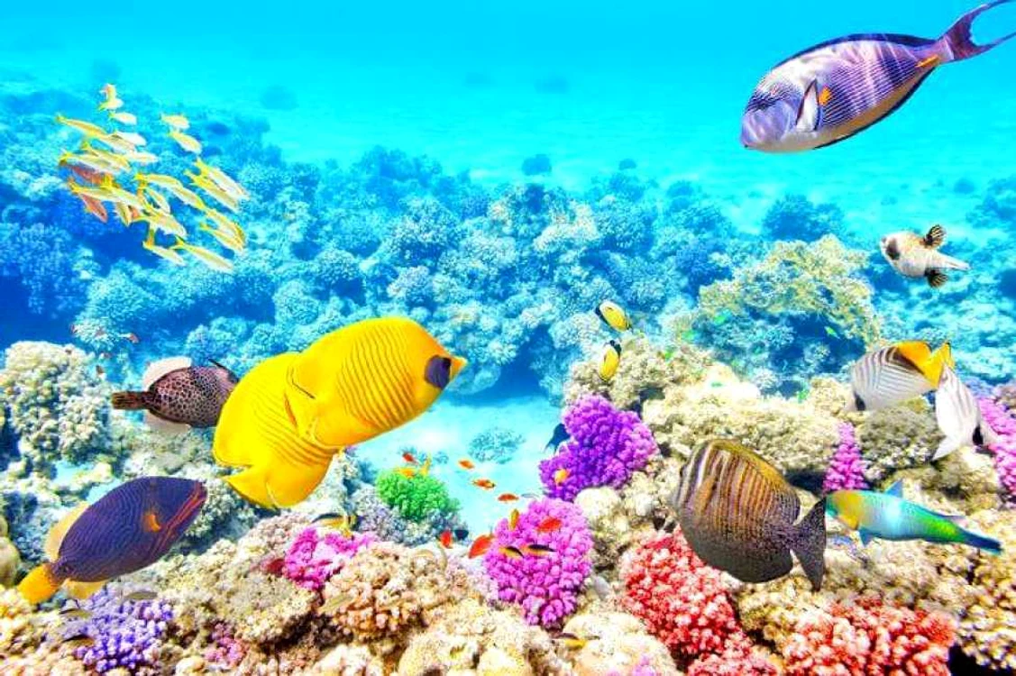 Marea Barieră de Corali din Australia. Foto: traveltriangle.com