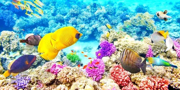 Marea Barieră de Corali din Australia - GBR - recif Foto traveltriangle com