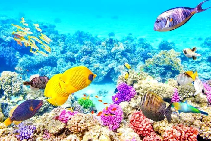 Marea Barieră de Corali din Australia. Foto: traveltriangle.com