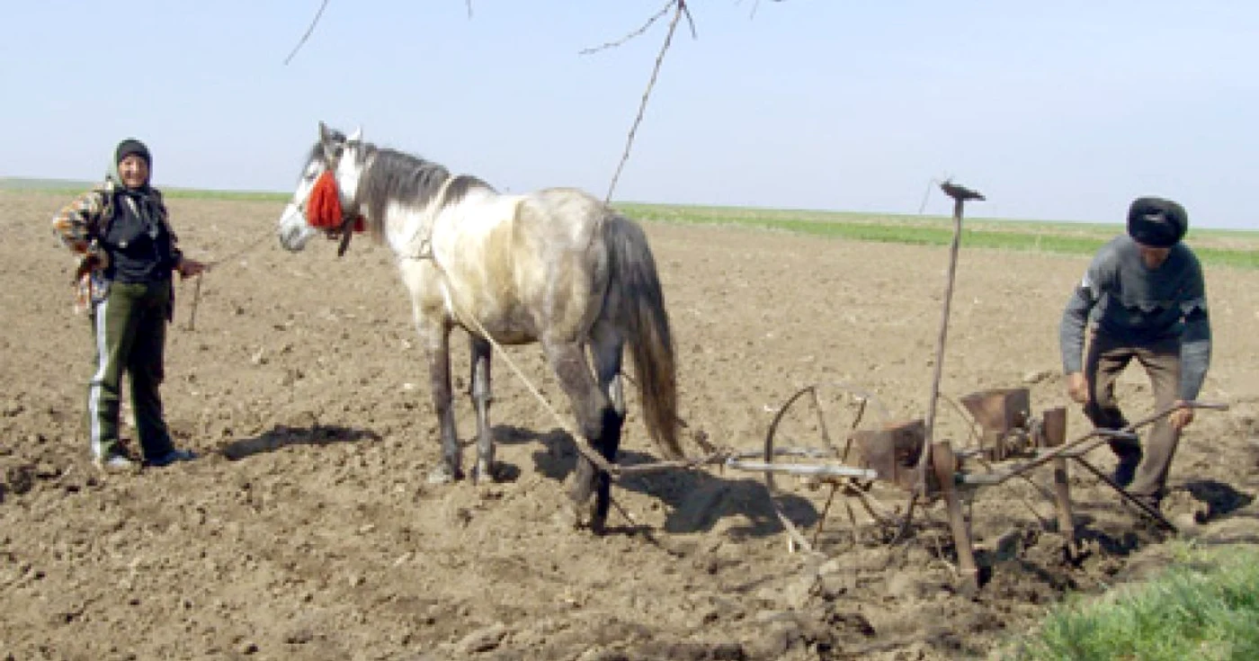 Calul înhămat la plug este imaginea reprezentativă încă pentru modul în care se lucrează în agricultură la Botoşani 