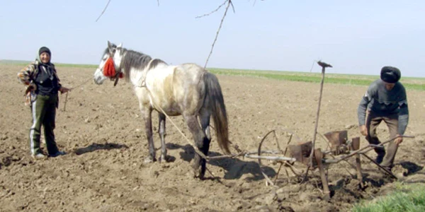Calul înhămat la plug este imaginea reprezentativă încă pentru modul în care se lucrează în agricultură la Botoşani 