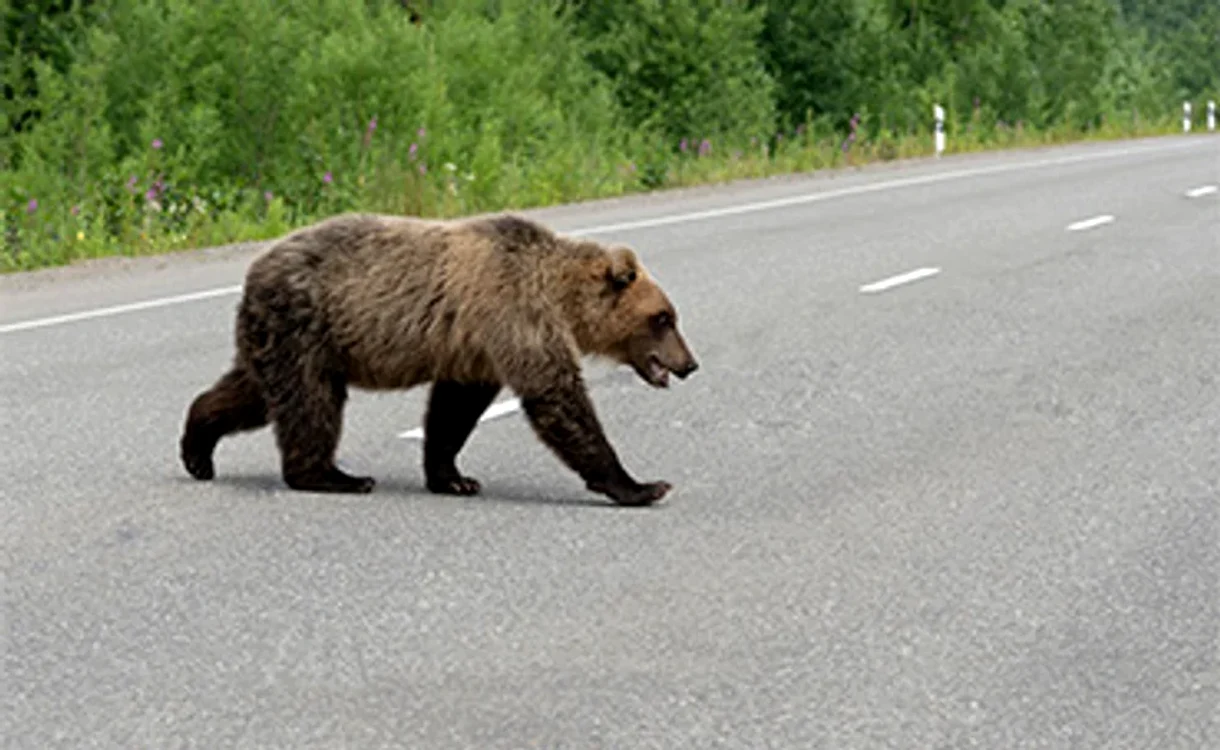 Urs pe stradă FOTO: Shutterstock