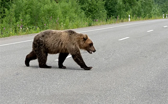 Urs pe stradă FOTO: Shutterstock