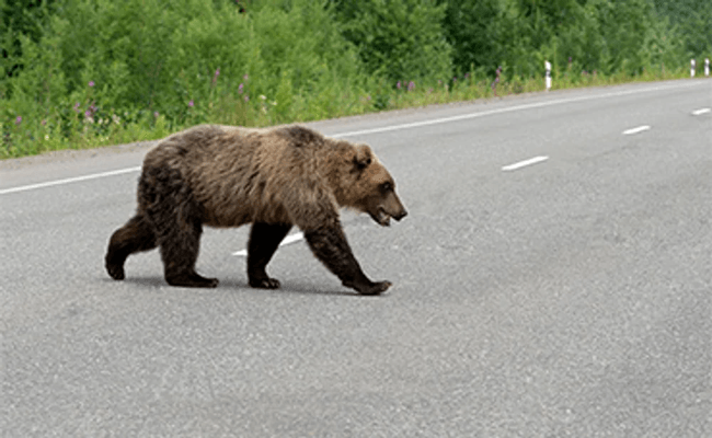 Motociclist străin, mușcat de urs pe Transfăgărășan în timp ce era oprit în coloană