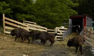 Zimbrii au trăit la Armeniş în spaţiu supravegheat jpeg