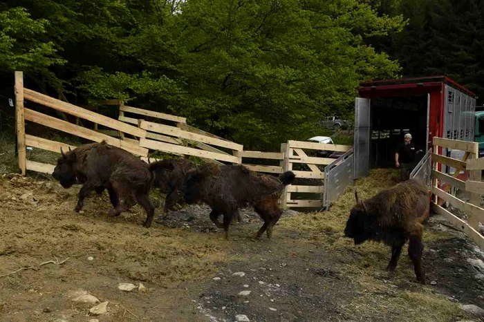 Zimbrii au trăit la Armeniş în spaţiu supravegheat
