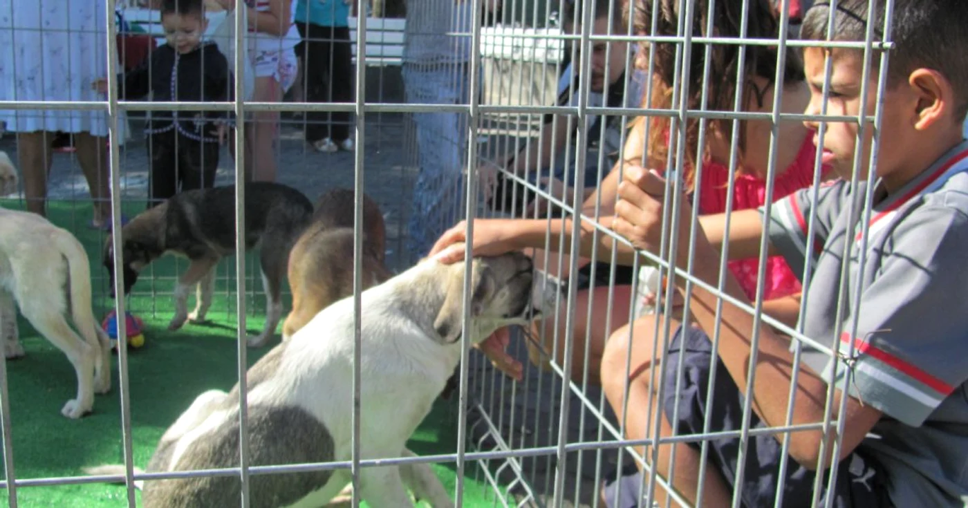 Targ de adoptii canine