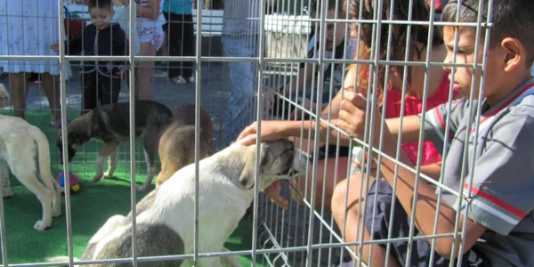 Targ de adoptii canine