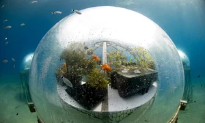 gradina lui nemo facebook jpg