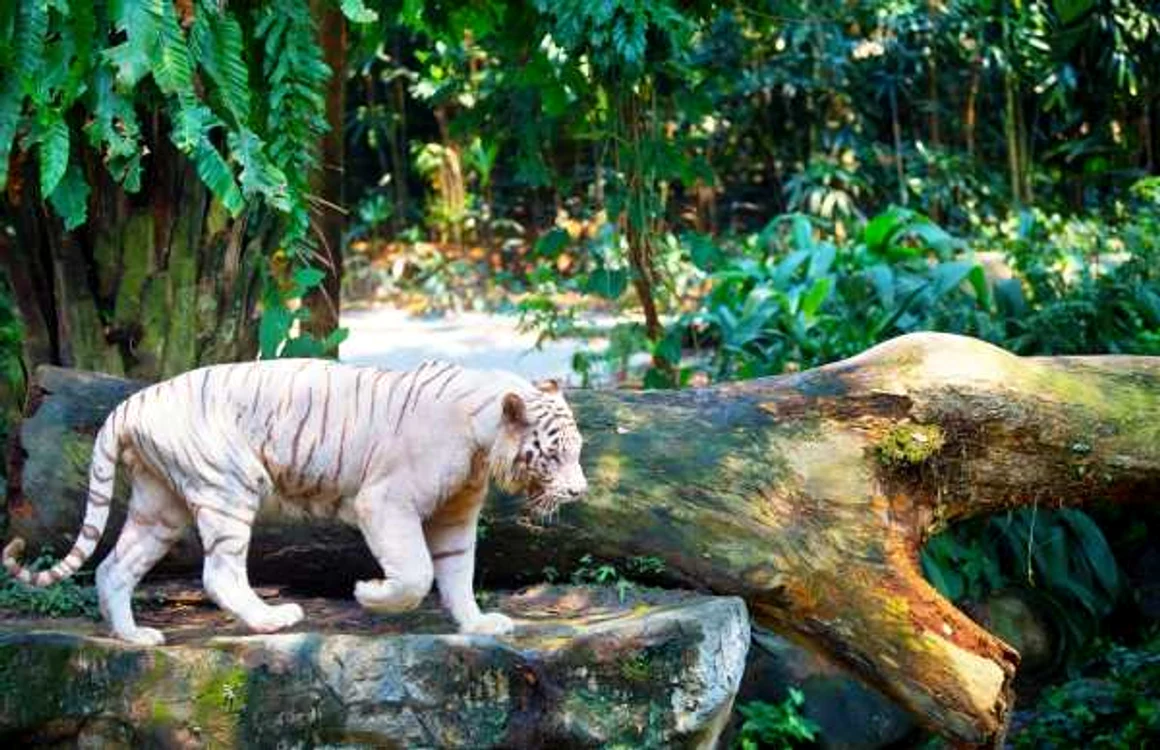 zoo