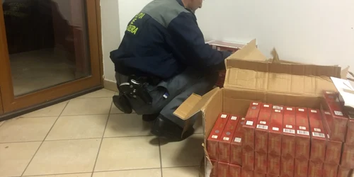 tigari netimbrate FOTO STPF Mehedinti 