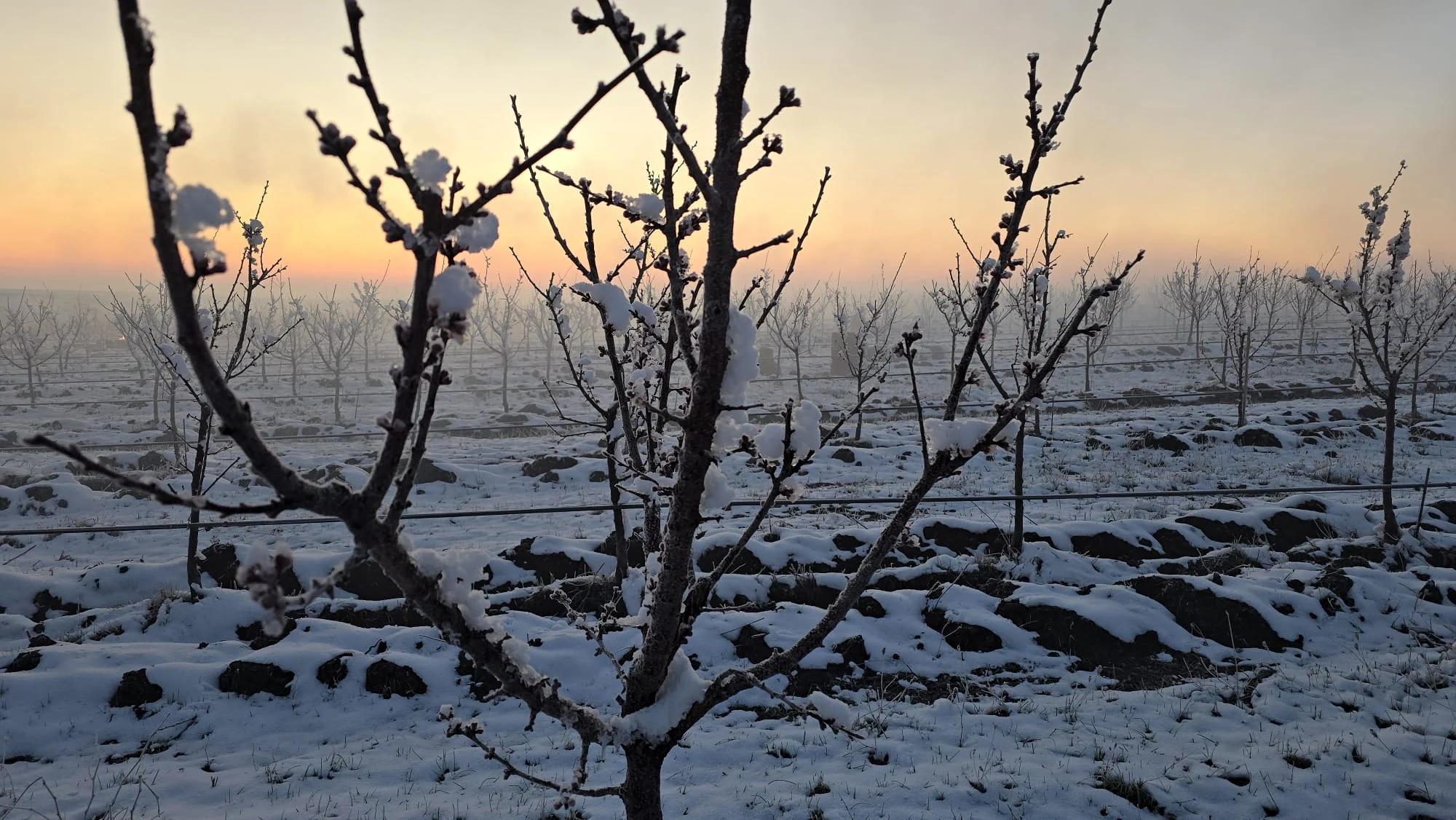 Pomicultura, o aventură pe cont propriu. Ce fructe produse în România vom mai avea la raft în anii următori. „Va fi foarte greu”
