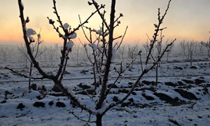 ferma pomicoola brabova, dolj, inghet tarziu 2025   foto daniel pavel (6) jpeg