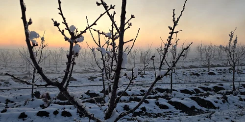 ferma pomicoola brabova, dolj, inghet tarziu 2025   foto daniel pavel (6) jpeg