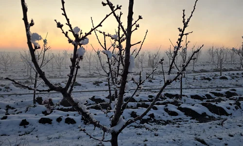 ferma pomicoola brabova, dolj, inghet tarziu 2025   foto daniel pavel (6) jpeg