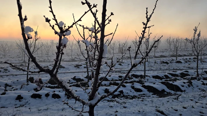 Înghețul din primăvara trecută a afectat producția de fructe FOTO: arhiva Daniel Pavel