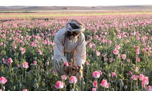 maci afgansitan2 jpg