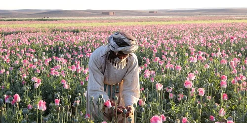 maci afgansitan2 jpg