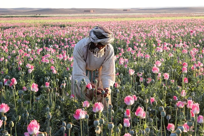 Cultură de mac în Afganistan/FOTO:X