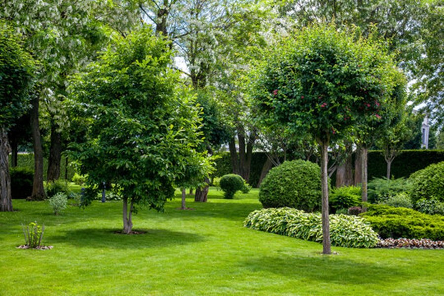 5 arbori superbi care pot fi plantați în curțile mici. Sunt foarte ușor de îngrijit