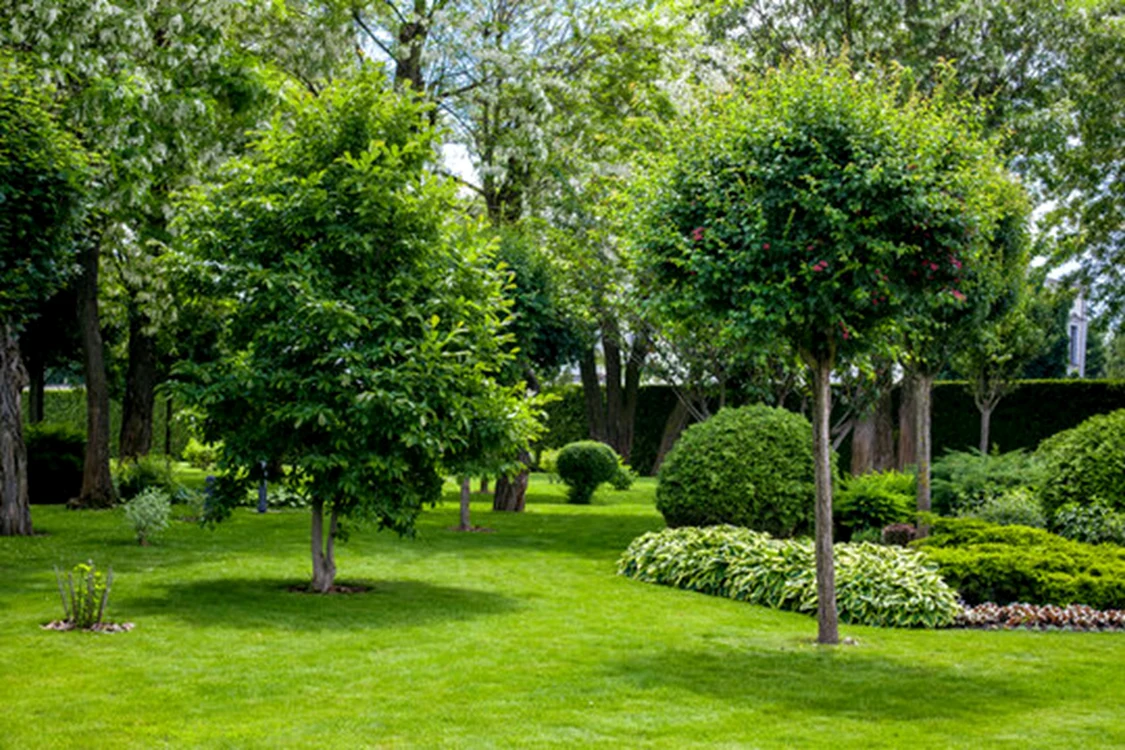 Nu este nevoie de o curte mare pentru a planta copaci