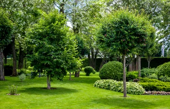 copaci curte adobestock jpg