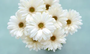 white flowers images 15 jpeg