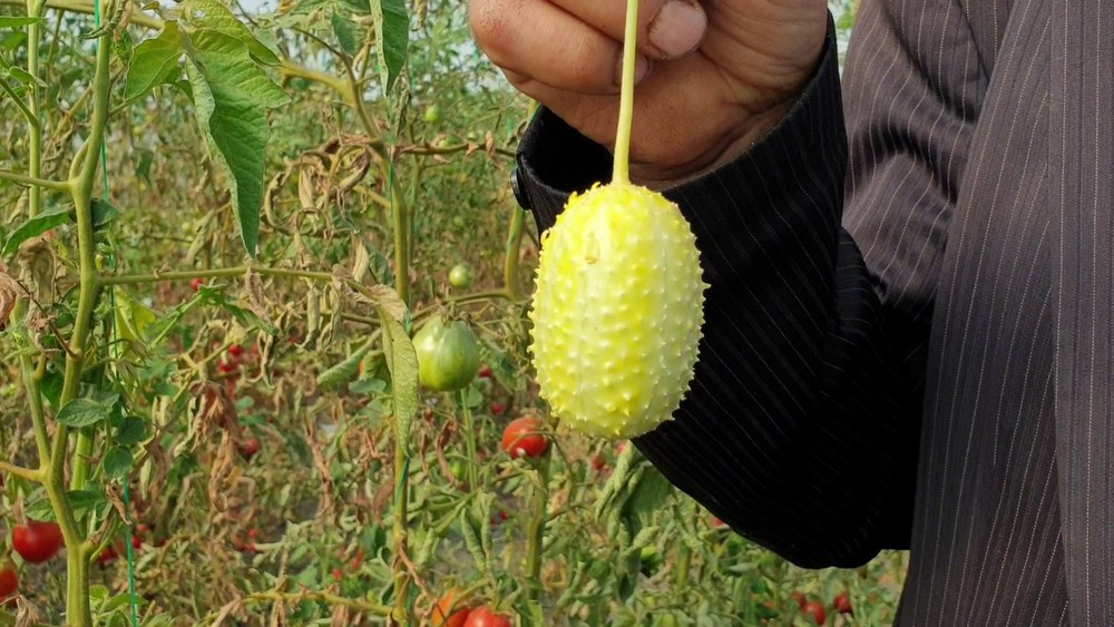 Castravetele care te ajută să-ți păstrezi părul. Super-leguma din soiul de Anguria, gata să fie cultivată și în România