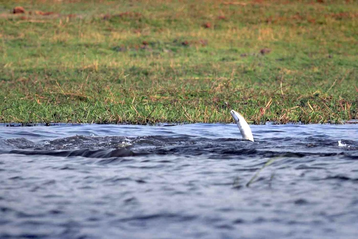 Un fildeş iese din apă... Ce să fie, ce să fie?