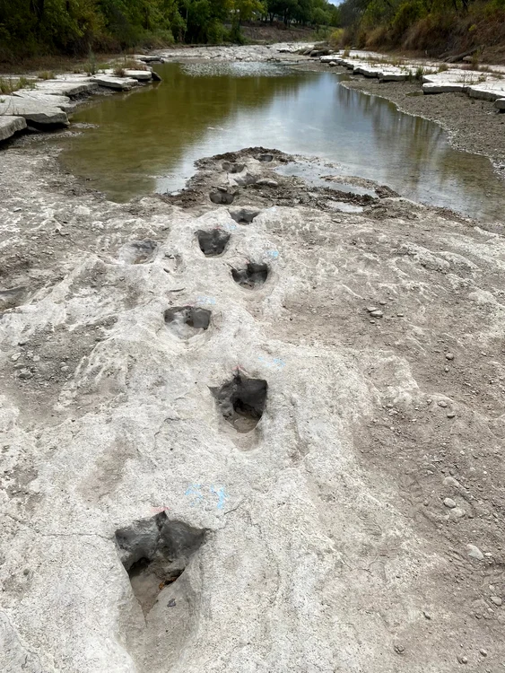 „Urme” fosilizate de dinozaur mic, descoperite în Brazilia FOTO Arhivă Adevărul