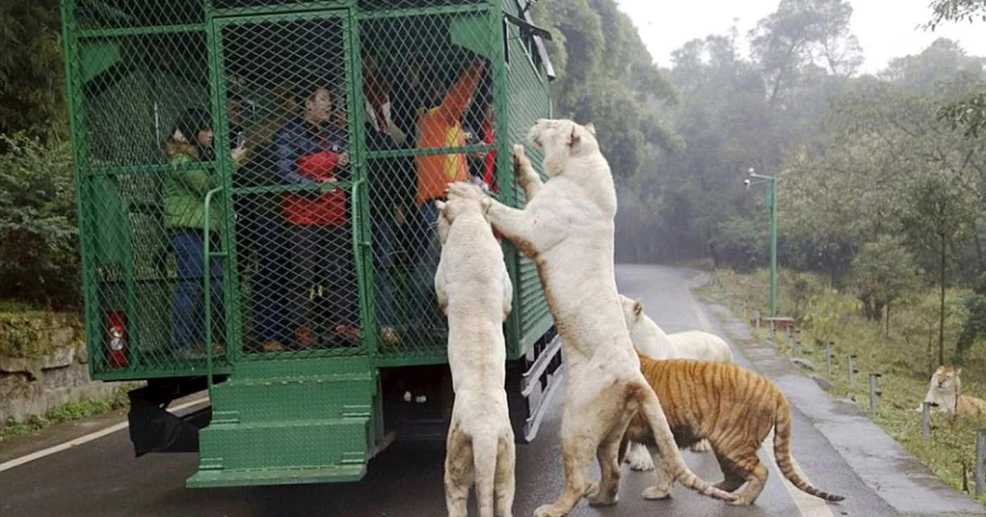 Vizitatorii sunt protejaţi de cuşcă şi pot hrăni animalele sălbatice/Imagini CEN/Daily Mail