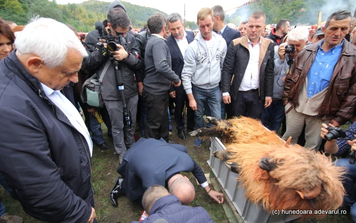 Ministrul Petre Daea la cântărirea berbecilor. FOTO: Daniel Guţă. ADEVĂRUL.