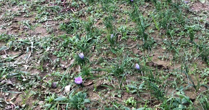 Din cei 30000 de bulbi plantaţi au înflorit circa 25000 de flori Sursa foto arhiva personală