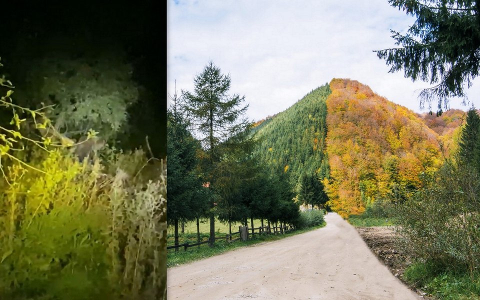 Urs prins într-un laț montat de braconieri într-o pădure din Valea Jiului VIDEO