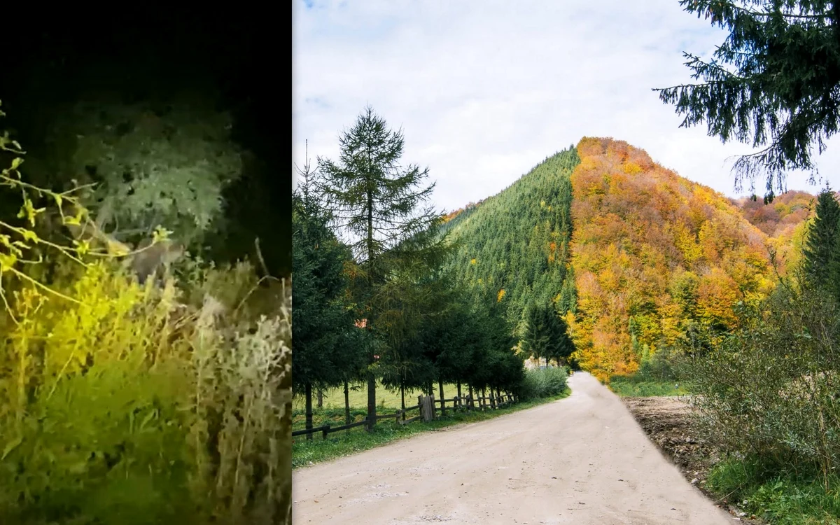 Urs prins într-un laț în zona Taia  Foto: colaj (captură imagini amator și Lucian ignat)