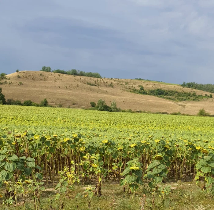 Sunt și zone în care fermierii vor avea recoltă bună FOTO: DAJ Dolj