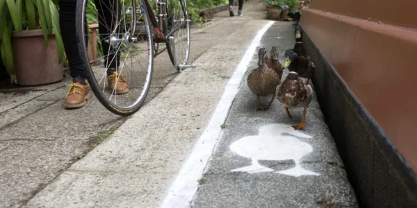 În Marea Britanie există pistă pentru biciclişti şi mai nou  autorităţile au înfiinţat pistă pentru raţe. FOTO Photoland Wenn