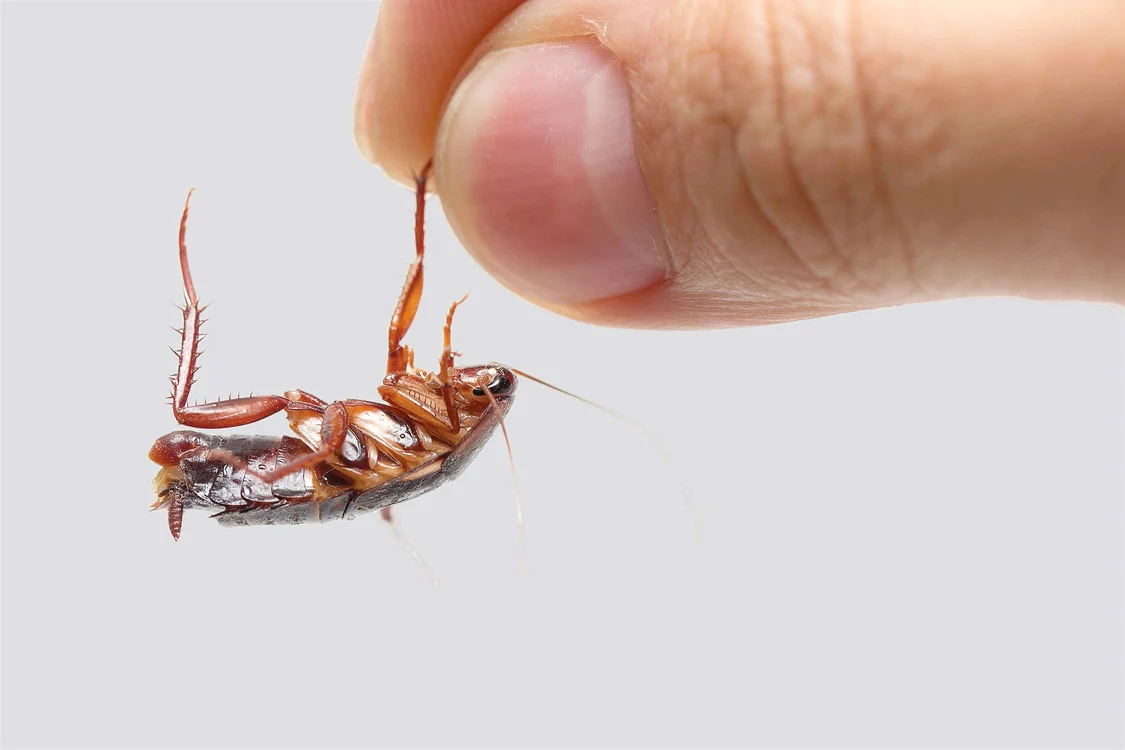 
    Asta ar fi culmea: să ajungem să mulgem insectele...  