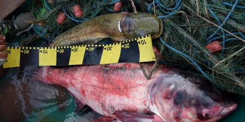 slobozia peste confiscat de la braconieri foto ipj ialomita