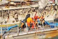 Bietele animale  s au înecat  când nava a eșuat  în Portul Midia jpeg