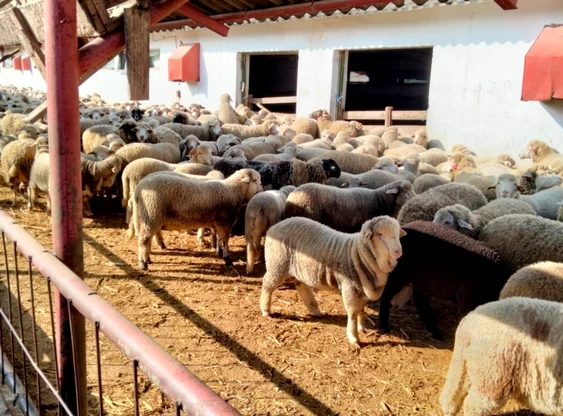 Zeci de mii de miei din județele Galați și Vrancea vânduți în țările arabe FOTO: C. Mazilu